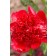 Photo Courtesy of Bailey Nurseries Inc.