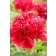 Photo Courtesy of Bailey Nurseries Inc.