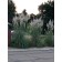Hardy Pampas Grass...©photo ArborTanics Inc.
