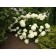 Incrediball™ Hydrangea©photoDavidDickey