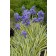 Photo Courtesy of Bailey Nurseries Inc.