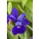 Photo Courtesy of Bailey Nurseries Inc.