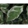 Ivory Halo Dogwood...©photo ArborTanics Inc.