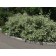Ivory Halo Dogwood...©photo ArborTanics Inc.