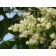 Ivory Silk Tree Lilac