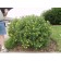 Jackman Potentilla...©photo ArborTanics Inc.