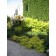 Photo Courtesy of Bailey Nurseries Inc.