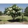 Japanese Tree Lilac ©photo ArborTanics Inc.