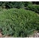Photo Courtesy of Bailey Nurseries Inc.