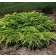 Photo Courtesy of Bailey Nurseries Inc.