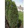 Photo Courtesy of Bailey Nurseries Inc.