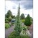 Photo Courtesy of Iseli Nursery