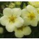 Katherine Dykes Potentilla...©photo ArborTanics Inc.