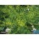 Goldenrain Tree ©photo ArborTanics Inc.