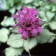 Photo Courtesy of Walter's Gardens, Inc.