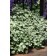 Photo Courtesy of Ball Horticultural Company