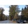 LANCELEAF COTTONWOOD- Lake City, Colorado ©photo ArborTanics Inc.