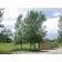 LANCELEAF COTTONWOOD ©photo ArborTanics Inc.