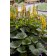 Photo Courtesy of Bailey Nurseries Inc.