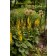 Photo Courtesy of Bailey Nurseries Inc.