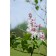 Photo Courtesy of Bailey Nurseries Inc.