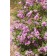 Photo Courtesy of Bailey Nurseries Inc.