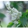 Photo Courtesy of Bailey Nurseries Inc.