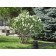 ©photo ArborTanics Inc.