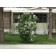 ©photo ArborTanics Inc.