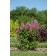 Photo Courtesy of Bailey Nurseries Inc.
