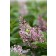 Photo Courtesy of Bailey Nurseries Inc.