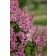 Photo Courtesy of Bailey Nurseries Inc.