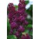 Photo Courtesy of Bailey Nurseries Inc.