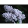Photo Courtesy of Bailey Nurseries Inc.
