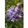 Hope Lilac
