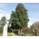 GLENLEVEN LINDEN ©photo by ArborTanics inc.