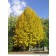 Photo Courtesy of Bylands Nurseries Ltd.