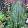 Prairie Munchkin Little Bluestem