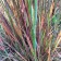 Prairie Munchkin Little Bluestem