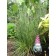 Prairie Munchkin Little Bluestem