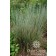 Photo Courtesy of Plant Select®