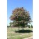 Locust, Purple Robe - TheTreeFarm.com