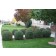 Lodense Privet-border hedge...©photo ArborTanics Inc.
