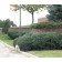 Lodense Privet Hedge...©photo ArborTanics Inc.
