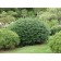 Lodense Privet-shrub...©photo ArborTanics Inc.