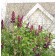 Ludwig Spaeth Lilac...©photo ArborTanics Inc.