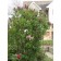 Ludwig Spaeth Lila...©photo ArborTanics Inc.