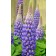 Photo Courtesy of Westcountry Nurseries 