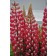 Photo Courtesy of Green Fuse® Botanicals, Inc.
