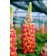 Photo Courtesy of Westcountry Nurseries